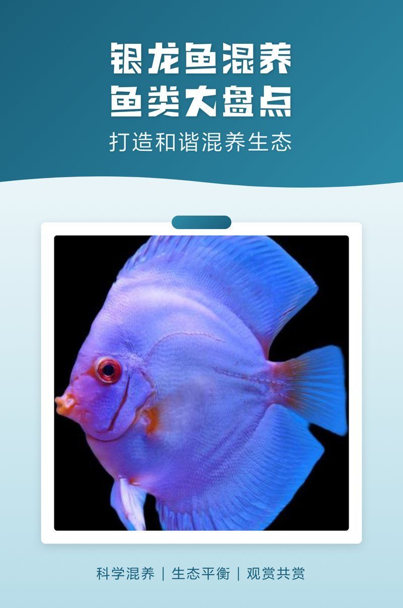 銀龍魚與哪些魚類可以<strong><mark>和平</mark></strong>共處，銀龍魚與銀龍魚混養，銀龍魚與平共處的魚類可以<strong><mark>和平</mark></strong>共處
