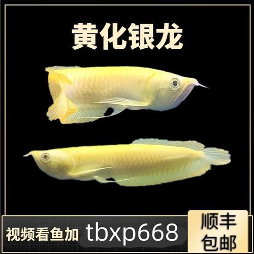 柳北龍魚的價格是多少？，廣西柳州柳北龍魚市場價格走勢柳北龍魚價格走勢