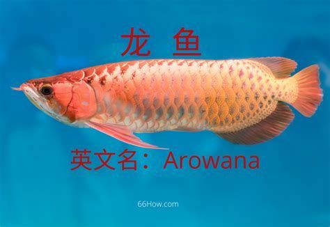 如何在手機上下載龍魚魚友群app？，手機端龍魚魚友群app下載與使用詳細指南