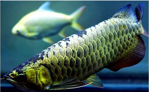 過背金龍魚疾病預防，過背金龍魚疾病預防攻略