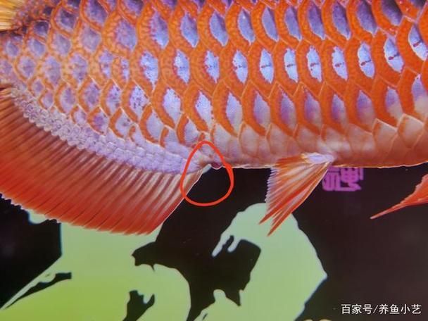 如何判斷龍魚腸炎是否嚴(yán)重？，——龍魚腸炎嚴(yán)重程序門戶要求詳解