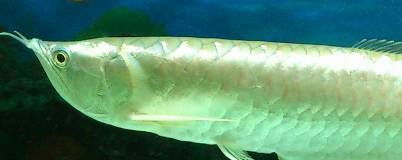 如何判斷龍魚腸炎是否嚴(yán)重？，——龍魚腸炎嚴(yán)重程序門戶要求詳解