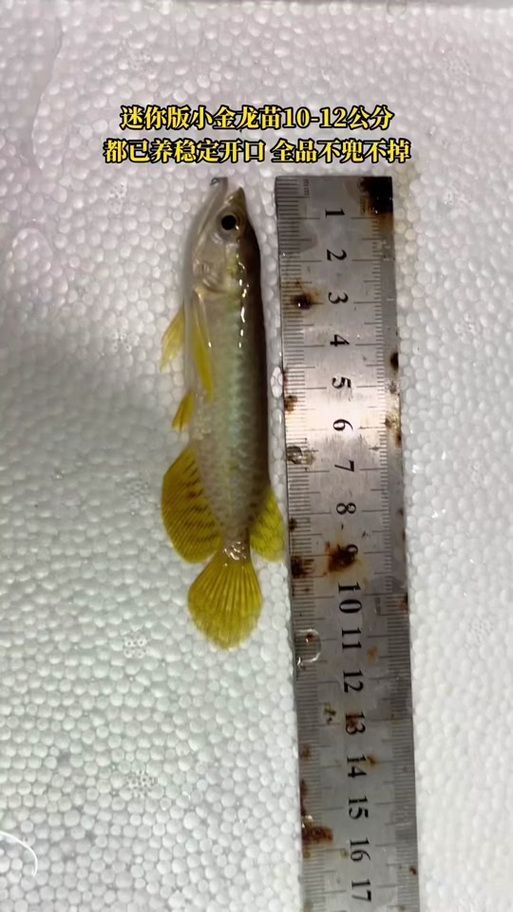 1—2cm金龍魚苗圖片,金龍魚的飼養方法 龍魚百科 第2張 1—2cm金龍魚苗圖片,金龍魚的飼養方法 1—2cm金龍魚苗圖片,金龍魚的飼養方法 龍魚百科 第2張