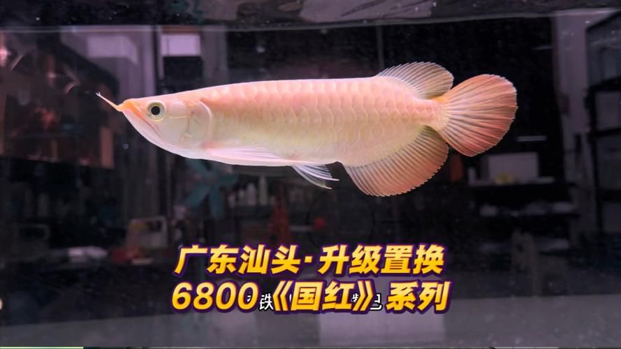 給我推薦幾款阿捷嚴選的龍魚，阿捷嚴選《國紅》6800系列龍魚系列（24–28公分）