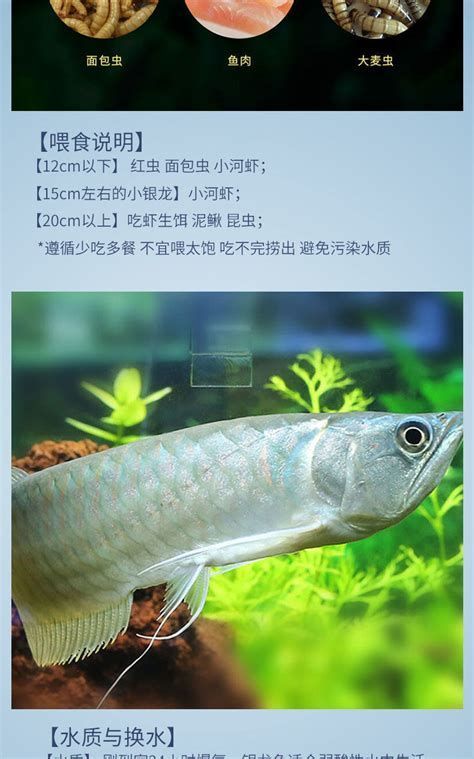 如何判斷龍魚是否適合吃大麥蟲或面包蟲？，判斷龍魚是否適合吃大麥蟲或面包蟲