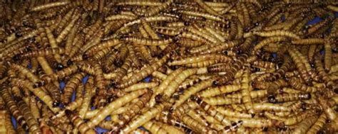 如何判斷龍魚是否適合吃大麥蟲或面包蟲？，判斷龍魚是否適合吃大麥蟲或面包蟲