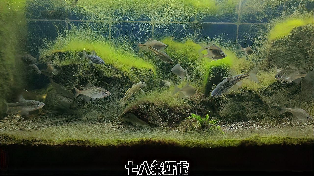 金龍魚哪些產品線受影響最大,金龍魚大健康功能性產品線受到不同程度的沖擊與重塑 龍魚百科 第2張 金龍魚哪些產品線受影響最大,金龍魚大健康功能性產品線受到不同程度的沖擊與重塑 金龍魚哪些產品線受影響最大,金龍魚大健康功能性產品線受到不同程度的沖擊與重塑 龍魚百科 第2張
