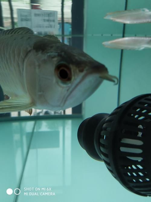 手術(shù)干預(yù)龍魚須子恢復(fù)的成功率高嗎？，如何判斷龍魚須子恢復(fù)的成功率