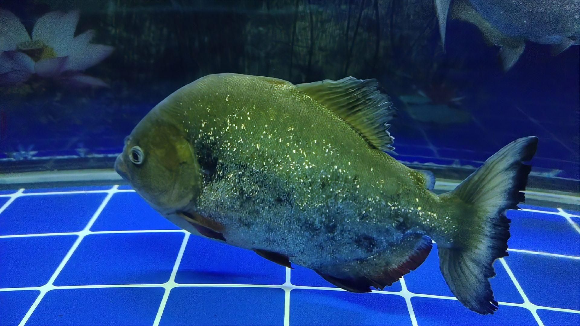 魚蒙眼期間如何保持水質，魚蒙眼期間保持水質是至關重要的，以下建議來幫助您