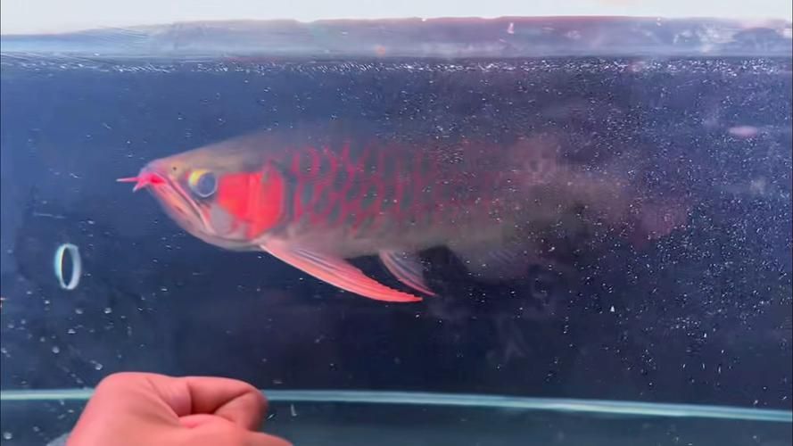 紅龍魚寬身和窄身哪個更稀有，寬身紅龍和窄身紅龍的區別