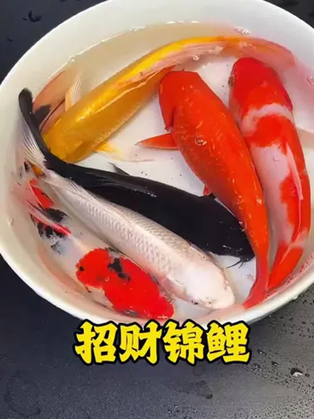 如何選擇適合的招財(cái)風(fēng)水魚，適合招財(cái)風(fēng)水魚時(shí)選擇多個(gè)因素以確保其帶來好運(yùn)和財(cái)富