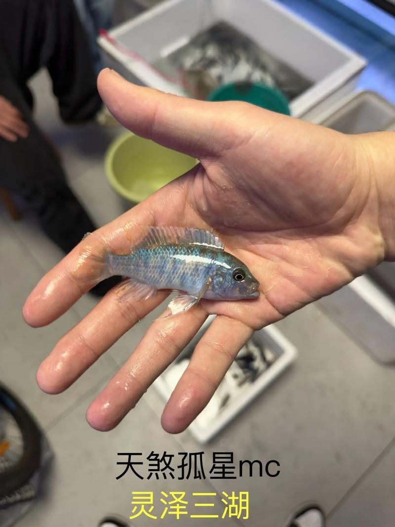 三湖慈鯛胸鰭根部發(fā)紅，三湖慈鯛胸鰭根部發(fā)紅是觀賞魚飼養(yǎng)中常見病理信號(hào)