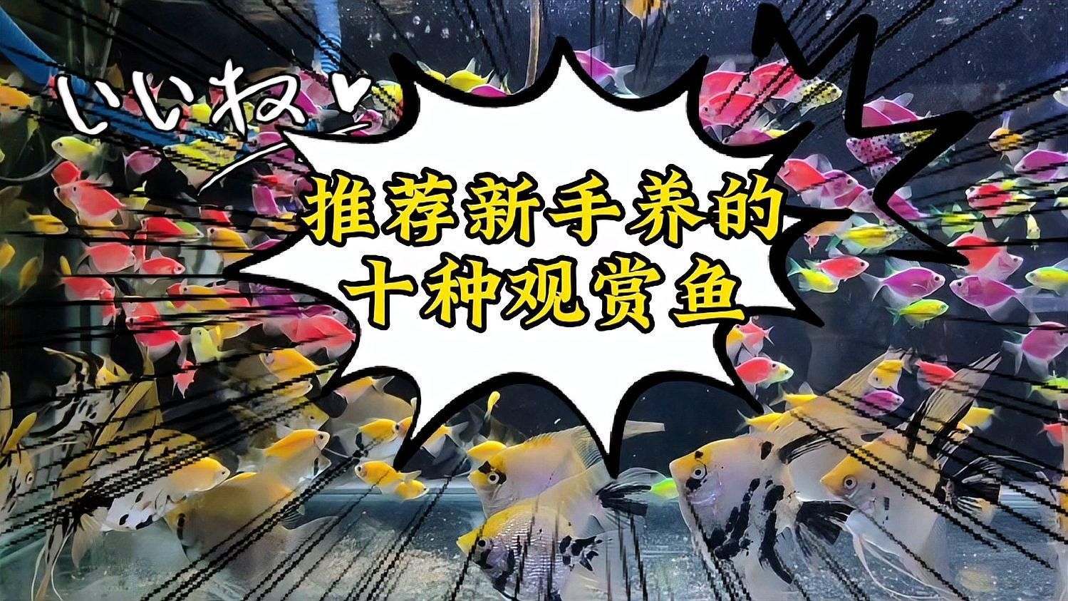 什么魚招財鎮宅又好養，風水學中養什么魚最招財？