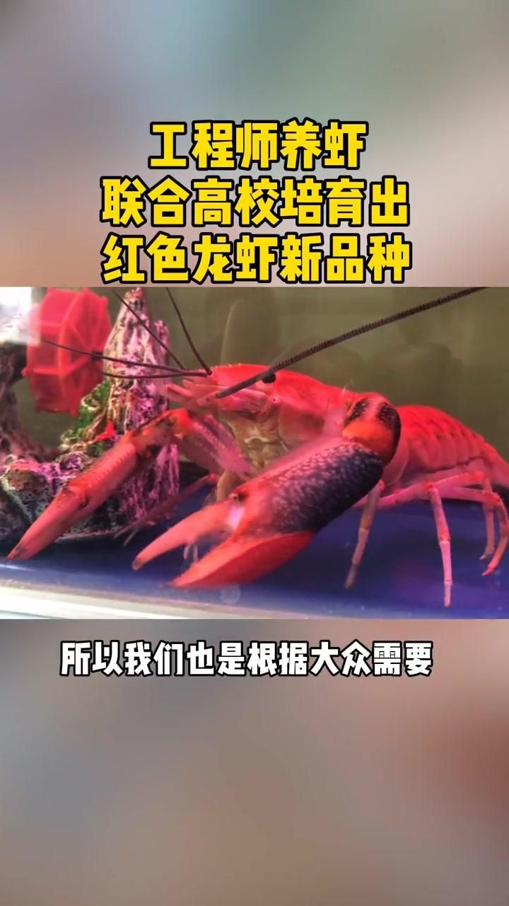 如何選擇適合紅色魚類養殖的品種，紅色魚類養殖成功的關鍵，