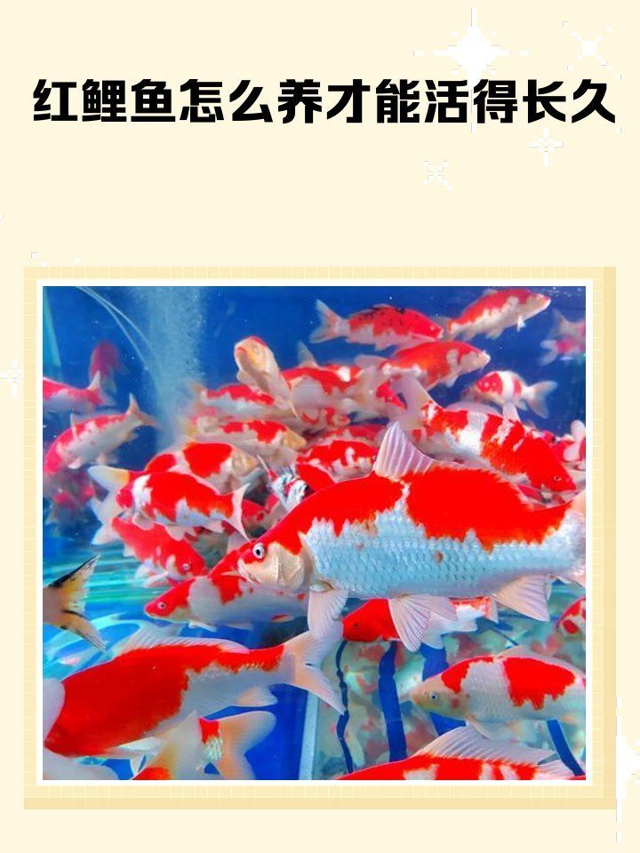 如何選擇適合紅色魚類養殖的品種，紅色魚類養殖成功的關鍵，