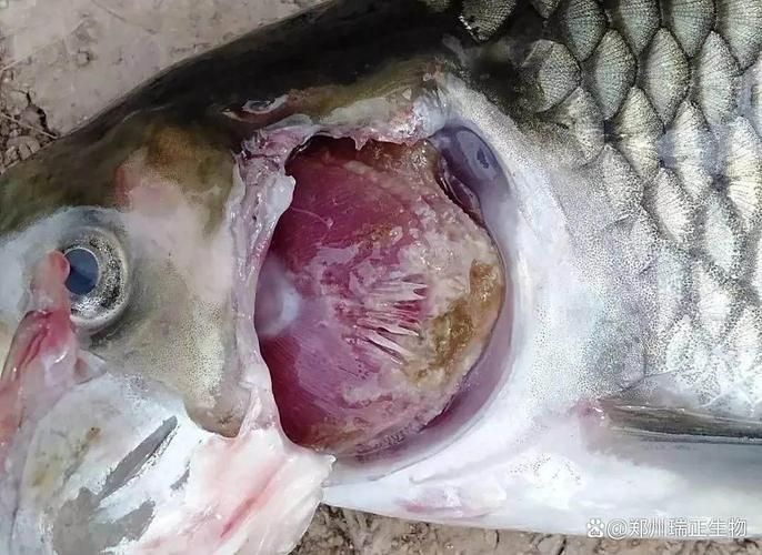 魚病的10種癥狀圖片，水產養殖中常見的10種魚病癥狀及其相應的圖片及其相應的圖片