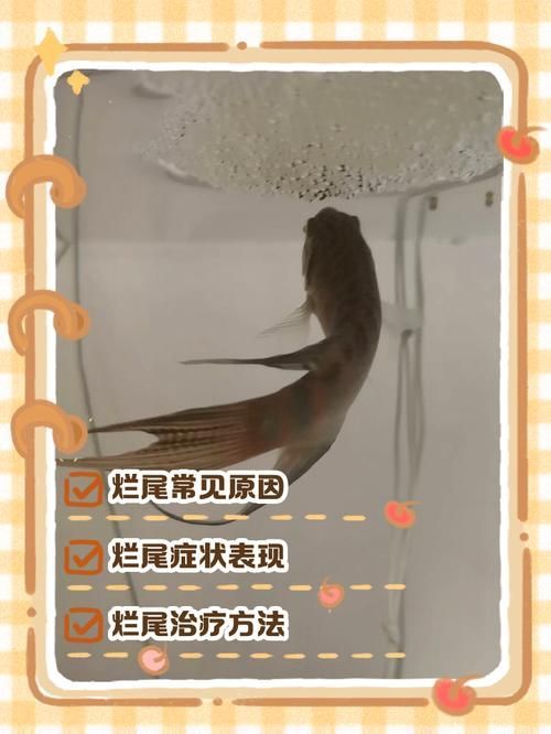 如何預(yù)防魚爛尾感染，如何預(yù)防魚爛尾
