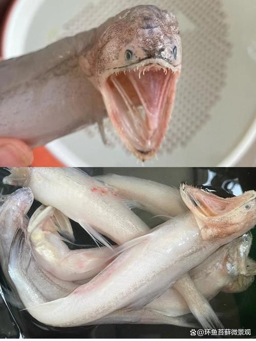 給我一些關于北海回龍魚的信息，“北海回龍魚”并非正式學名，北海回龍魚并非正式學名