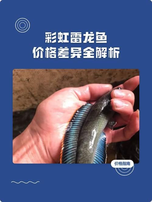 這些雷龍魚的市場價格有何波動，雷龍魚市場價格波動