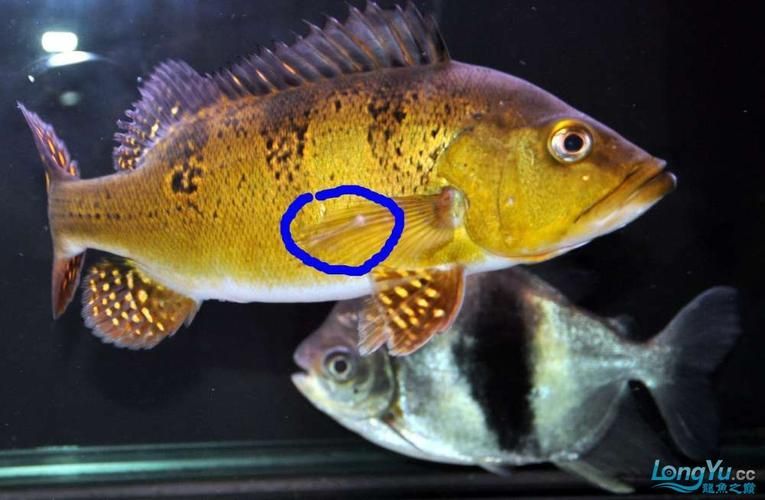 給我一些龍魚爛鰭的圖片，如何判斷龍魚是否患有爛鰭病