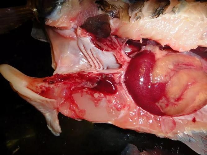 如何安全地食用深海龍魚？，關于深海龍魚的問題