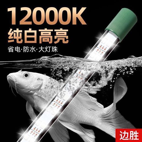 有哪些品牌LED燈適合銀龍魚，銀龍魚養殖愛好者的必備燈具