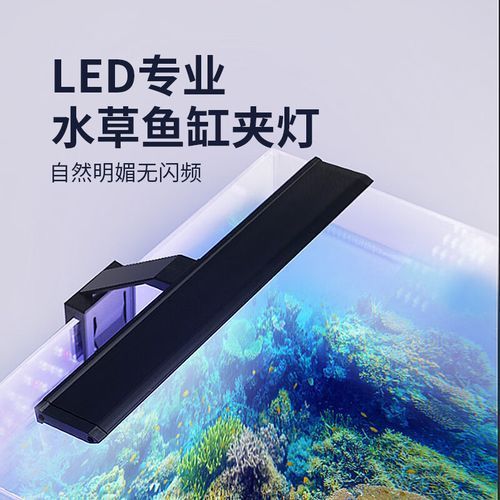 有哪些品牌LED燈適合銀龍魚，銀龍魚養殖愛好者的必備燈具