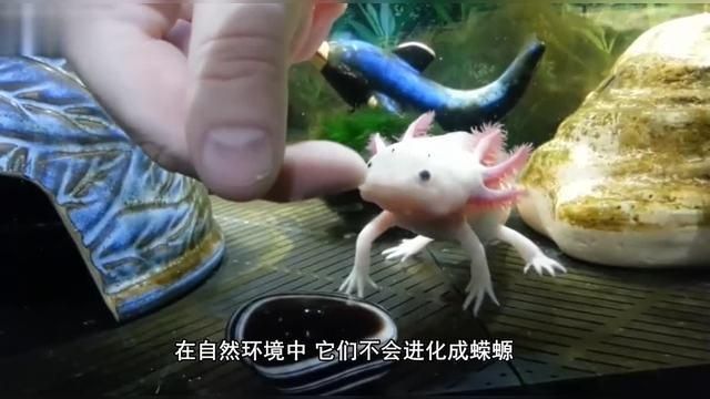 六角龍魚有哪些獨特的生物特性，六角龍魚如何繁殖，六角龍魚飼養指南,
