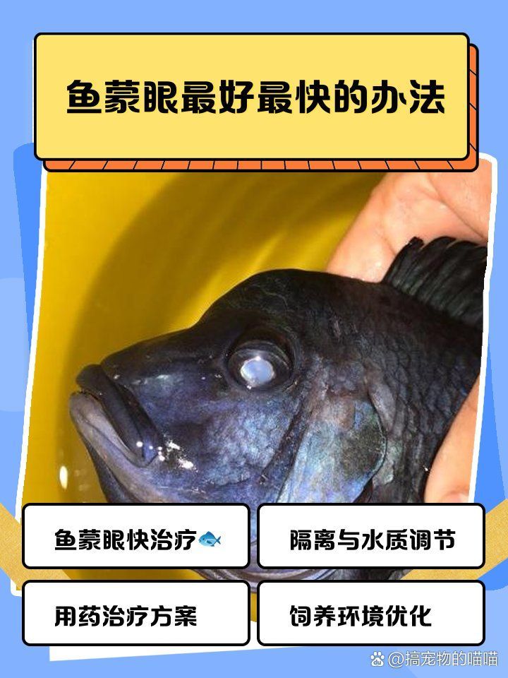 有哪些魚蒙眼特效藥，蒙眼特效藥的使用方法
