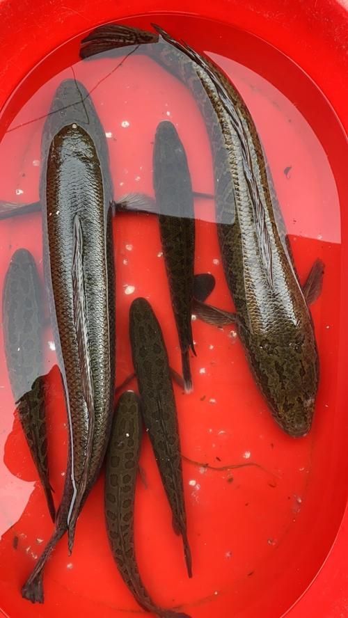 如何判斷黑鱗魚是否新鮮，怎樣判斷黑鱗魚是否新鮮？