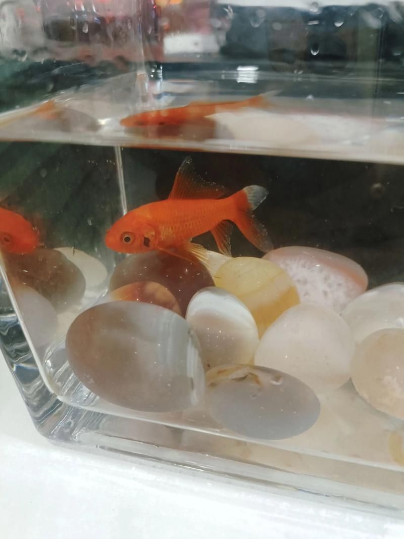 如何判斷黑鱗魚是否新鮮，怎樣判斷黑鱗魚是否新鮮？