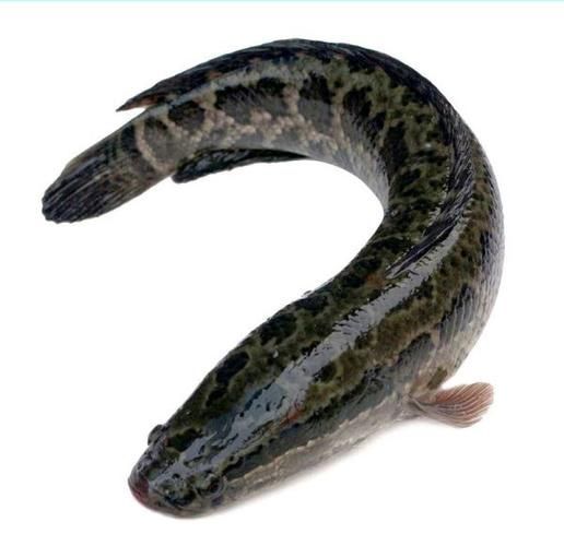 如何判斷黑鱗魚是否新鮮，怎樣判斷黑鱗魚是否新鮮？