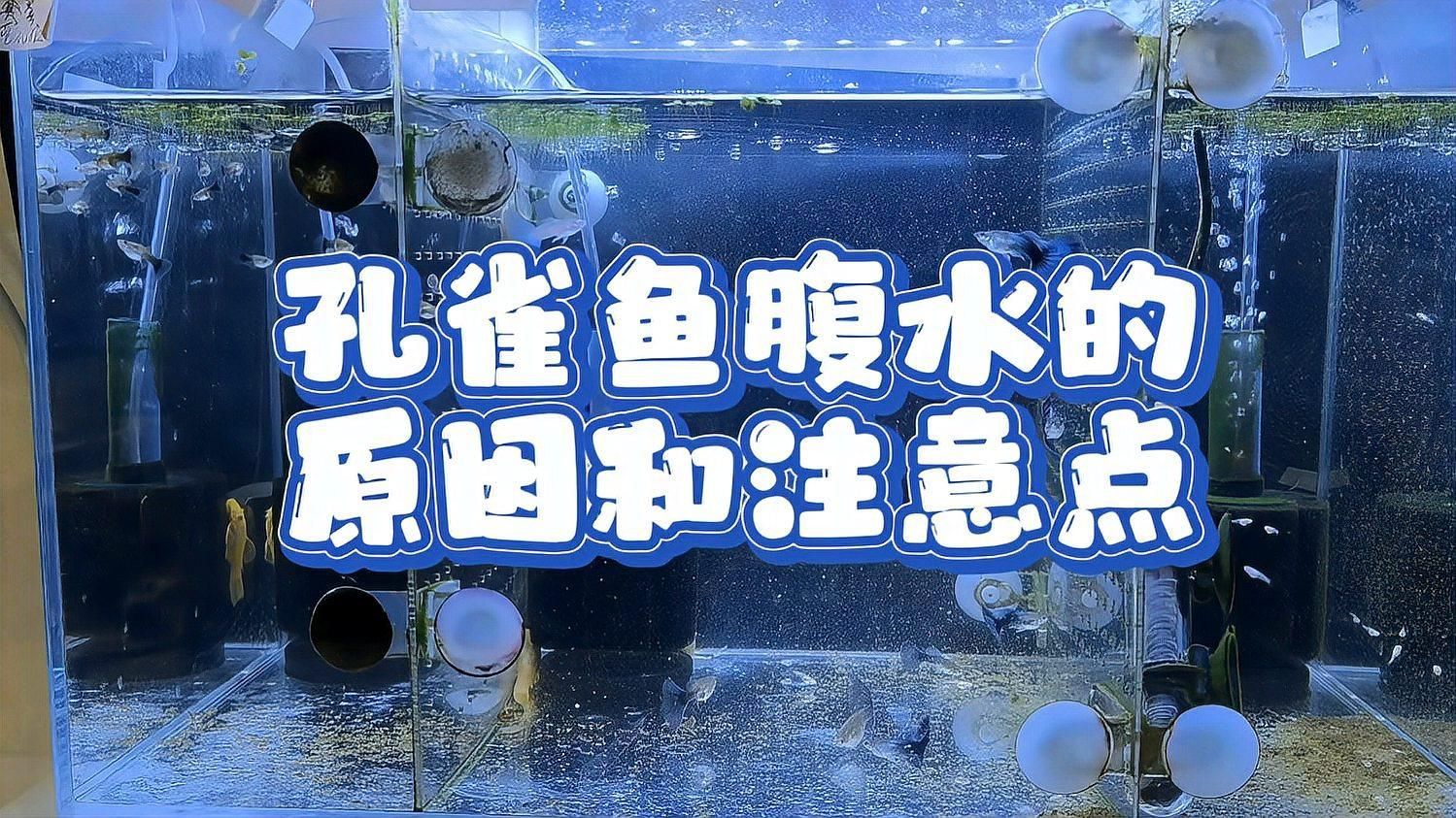 腹水魚還能救活嗎，如何判斷腹水魚是否還有救