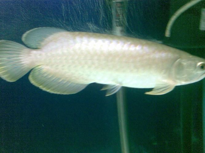 興業龍魚有哪些獨特品種？，龍魚品種對照表