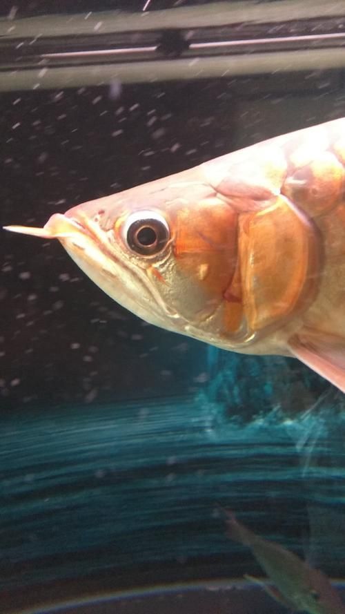 能提供一些龍魚鰓蓋腐爛的圖片嗎，龍魚鰓蓋腐爛如何治療