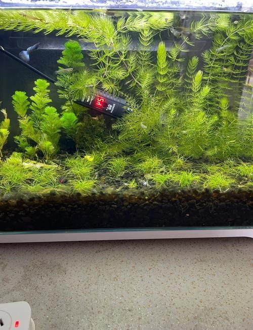 如何預防孔雀魚腹水病，孔雀魚腹水病的預防