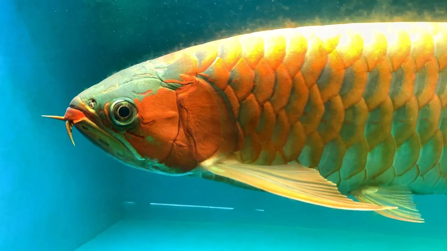 如何鑒別真假綠皮紅龍魚，如何鑒別綠皮紅龍魚