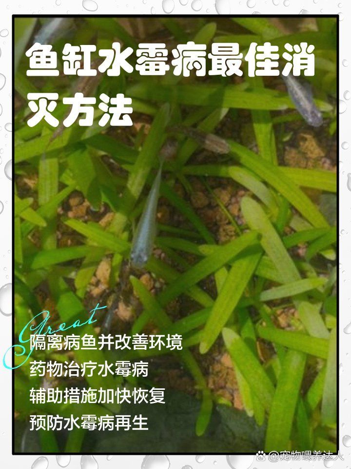銀龍魚水霉病能徹底治愈嗎，銀龍魚水霉病怎么治