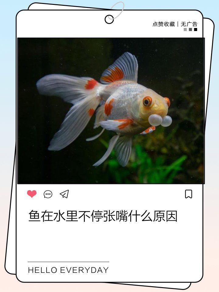 龍魚嘴張一合多久會恢復(fù)正常？，關(guān)于龍魚嘴部張合的問題