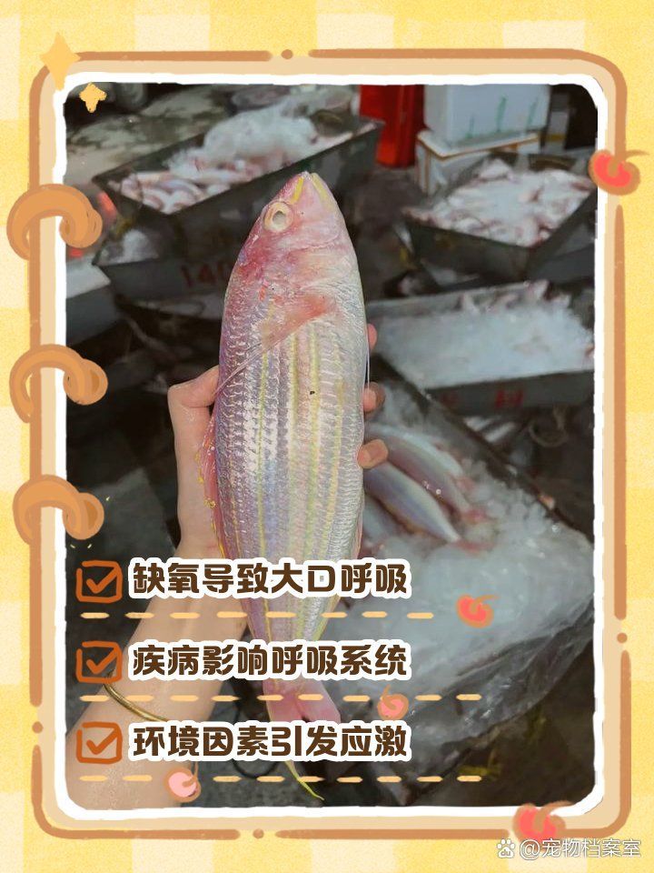 龍魚嘴張一合多久會恢復(fù)正常？，關(guān)于龍魚嘴部張合的問題