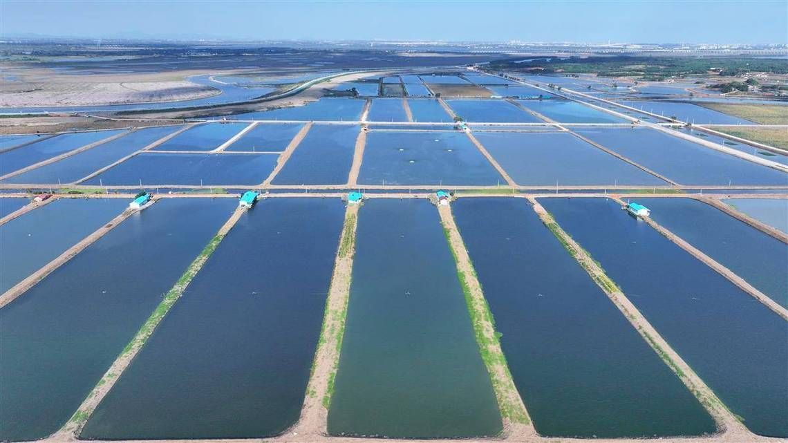 滁州龍魚養殖業的發展情況，“滁州龍魚養殖業”規劃步驟