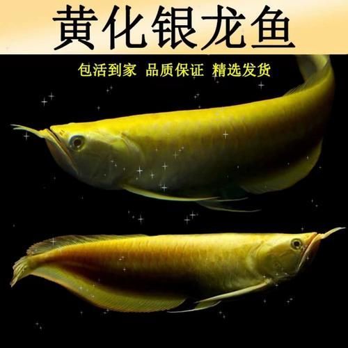 白化銀龍魚和黃化銀龍魚哪個更有收藏價值？，白化銀龍魚與黃化銀龍魚的區(qū)別