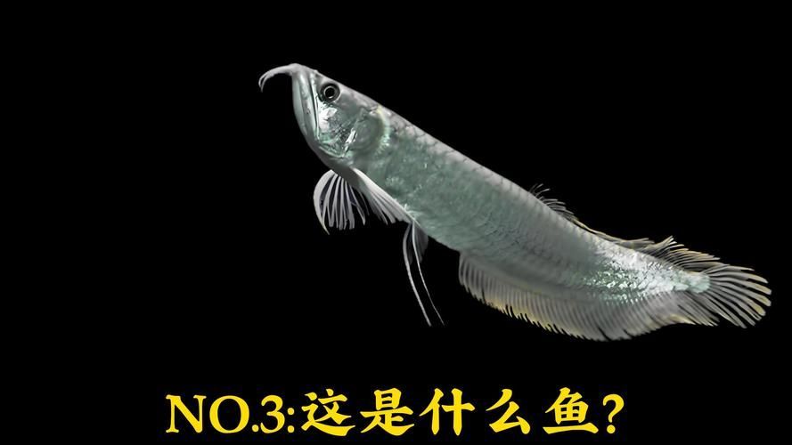 白化銀龍魚和黃化銀龍魚哪個更有收藏價值？，白化銀龍魚與黃化銀龍魚的區(qū)別