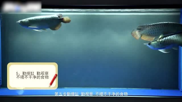 如何預(yù)防銀龍魚豎鱗病的復(fù)發(fā)，銀龍魚豎鱗病復(fù)發(fā)預(yù)防