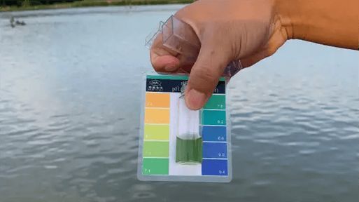 如何預(yù)防銀龍魚豎鱗病的復(fù)發(fā)，銀龍魚豎鱗病復(fù)發(fā)預(yù)防
