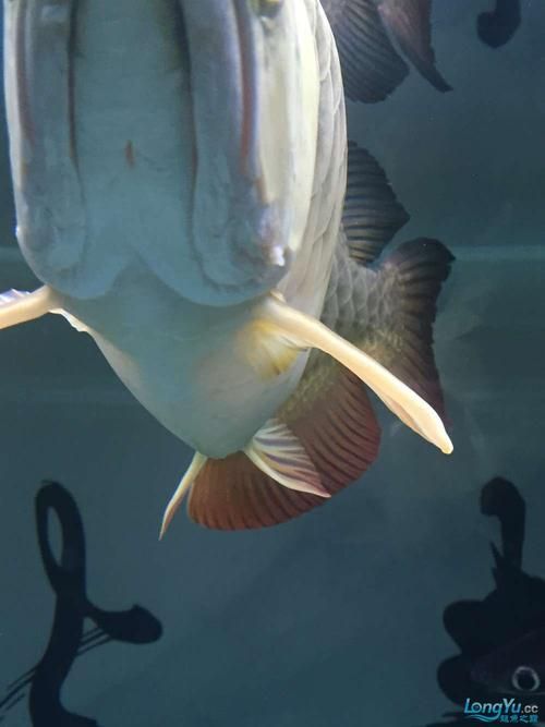 如何預防金龍魚鰓蓋起泡？，如何預防金龍魚鰓蓋起泡