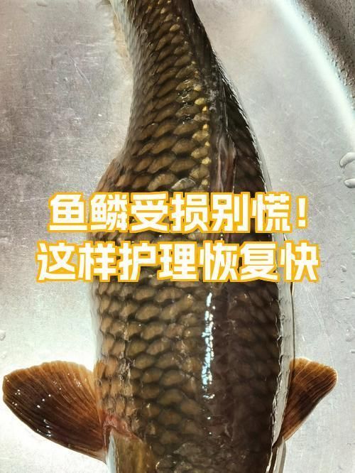 龍魚掉鱗片后多久會長出新鱗片？ 龍魚掉鱗片后多久會長出新鱗片？ 龍魚百科 第2張
