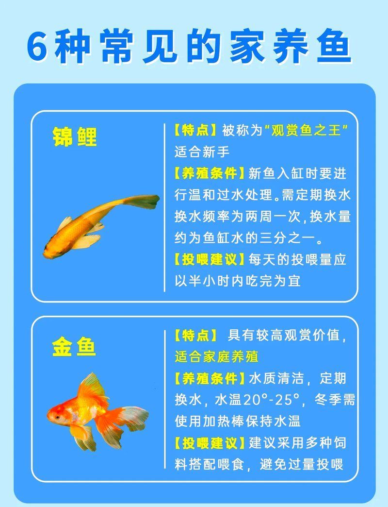 有哪些適合初學者的觀賞魚，初學者的觀賞魚適合初學者的觀賞魚