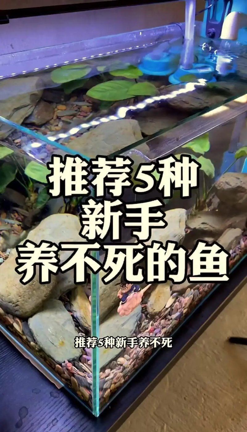 有哪些適合初學者的觀賞魚，初學者的觀賞魚適合初學者的觀賞魚