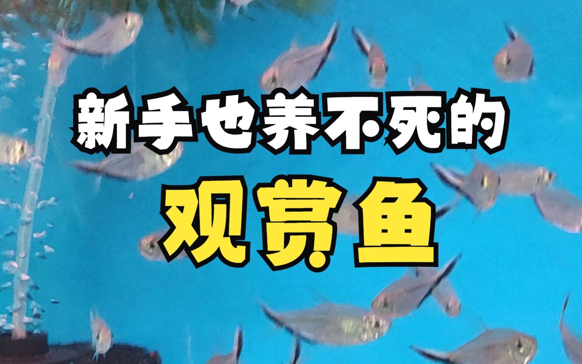 有哪些適合初學者的觀賞魚，初學者的觀賞魚適合初學者的觀賞魚